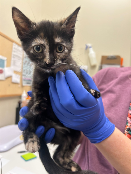 FRANNIE - Domestic Shorthair / Mix available for adoption