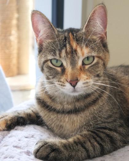 Smudge (Bonded to Milo)