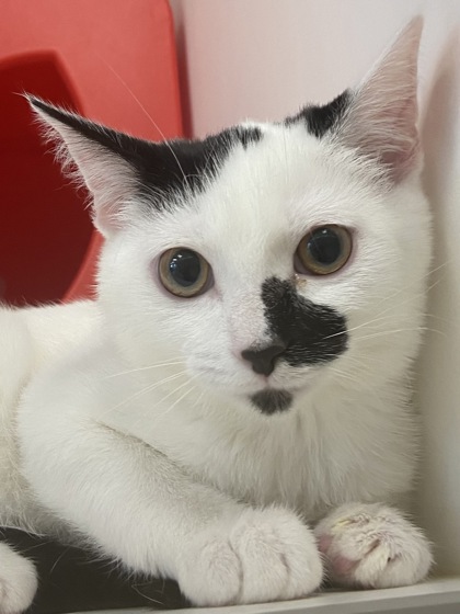 Photo of Bessie
