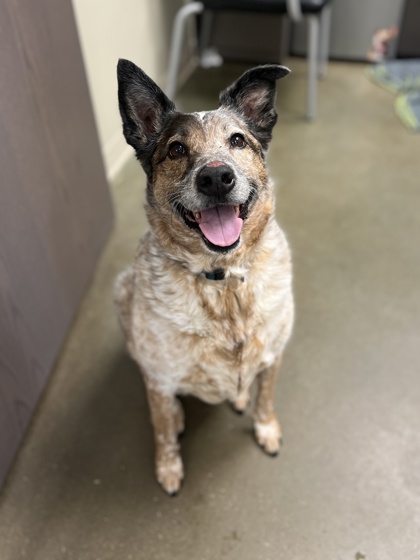 Dingo (in foster)