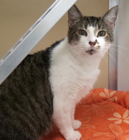 View Oak the Cat Photo #1