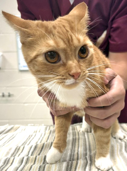 PRINCESS PUMPKIN (AT PETSMART) - Domestic Shorthair / Mix available for adoption