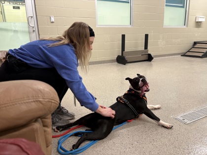 View Kourt the Dog Photo #2