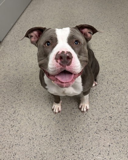 Gracie