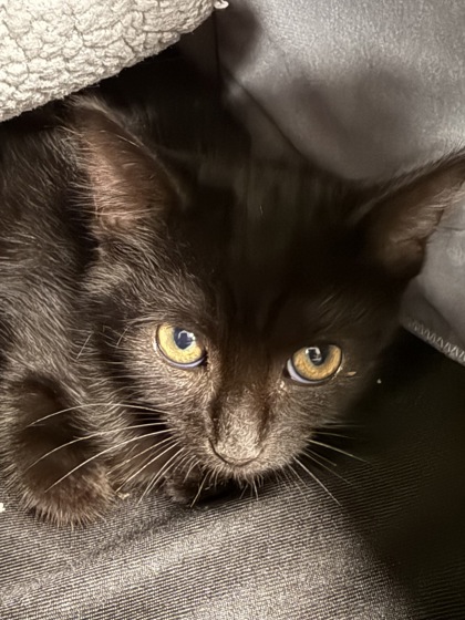 Help Rehome This Cat Cat