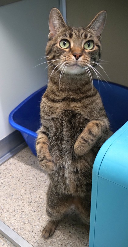 Learn More About Buster (at Smitten Kitten)