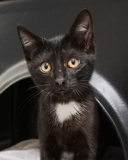 Adopting a Cat from a Shelter: Ultimate Guide to Save a Life