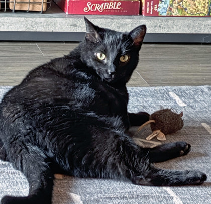 Photo of Sparky (in foster)