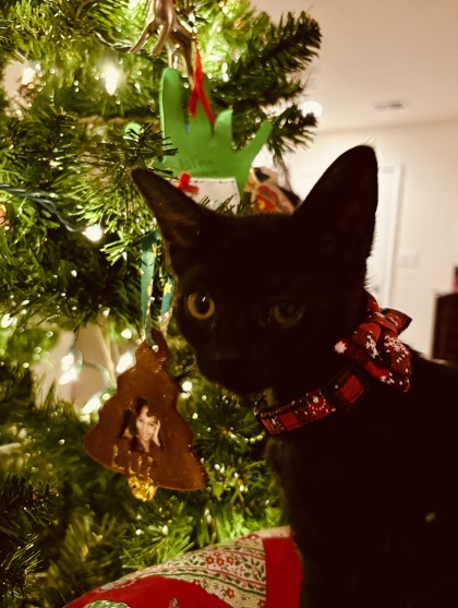 View Kiara the Cat Photo #1