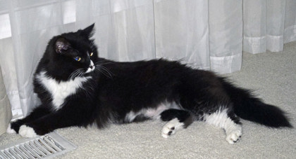 View Mocha (in Foster) the Cat Photo #1