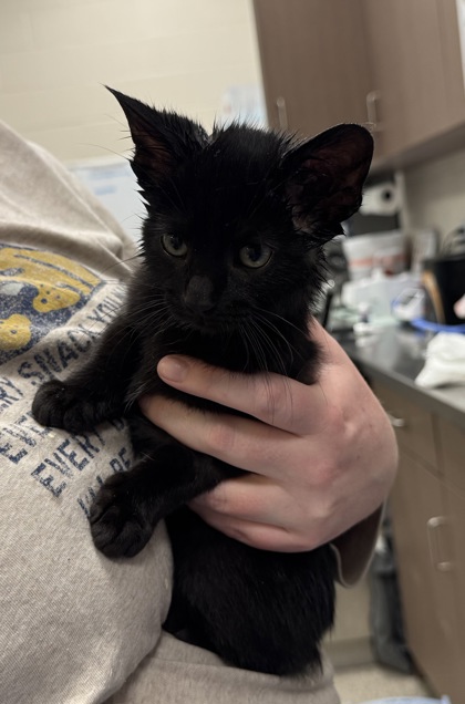 Help Rehome This Cat Cat