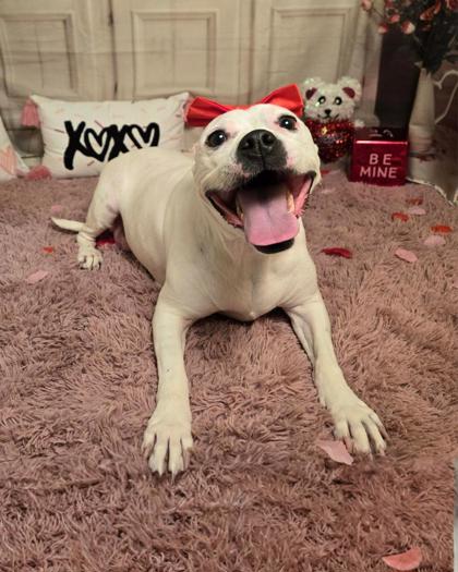 Photo of Bebe (in foster)