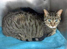 View Tatum the Cat Photo #1