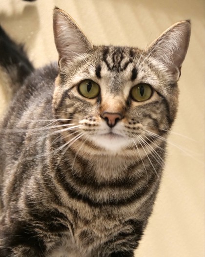 Learn More About Zelda Photo of Zelda