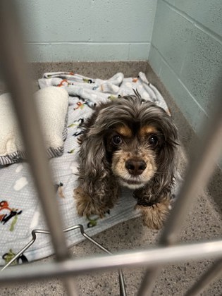 View Chanel (bonded To Zoii) the Dog Photo #1