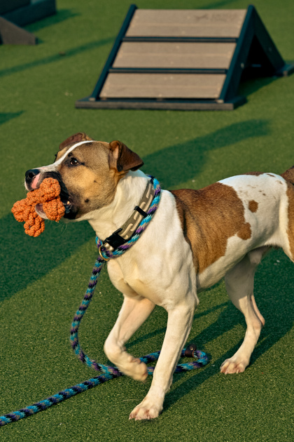 View Starpaws the Dog Photo #2