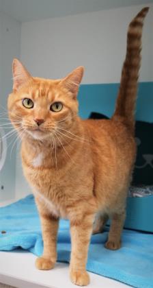 View Piper Bea (in Foster) the Cat Photo #2