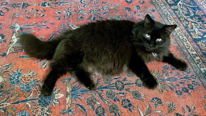 View Smokey (in Foster) the Cat Photo #2