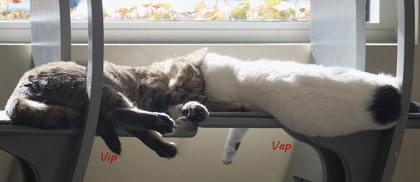 View Vap the Cat Photo #1