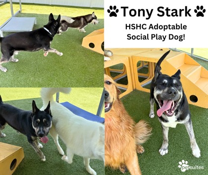 View Tony Stark the Dog Photo #1