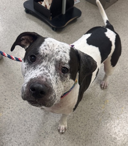 ANGUS - Pit Bull Terrier / Mix available for adoption