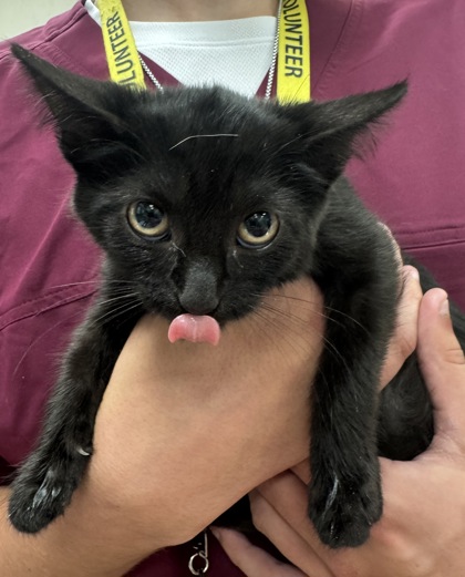 BANANA SPLIT - Domestic Shorthair / Mix available for adoption