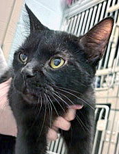 View Bagheera the Cat Photo #2
