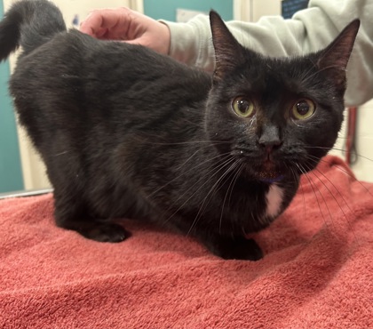 View Diva the Cat Photo #2