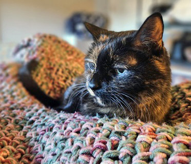 View Peepers (in Foster) the Cat Photo #2