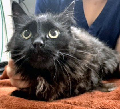 View Oreo the Cat Photo #2