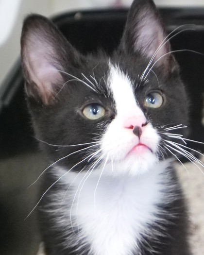BENTLEY - Domestic Shorthair / Mix available for adoption