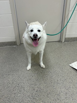 Photo of Lucky
