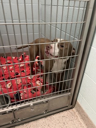 View Scooby (bonded With Skyler) the Dog Photo #1