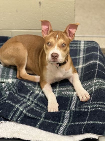 View Lola the Dog Photo #1