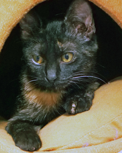 LETICIA - Domestic Shorthair / Mix available for adoption