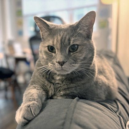 Luna Grace (in foster)