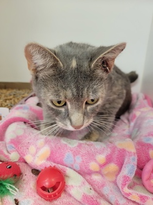 Learn More About Morticia (in Foster)