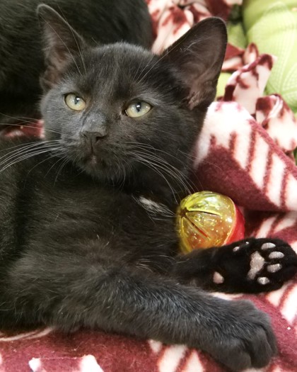 Potato - Cat