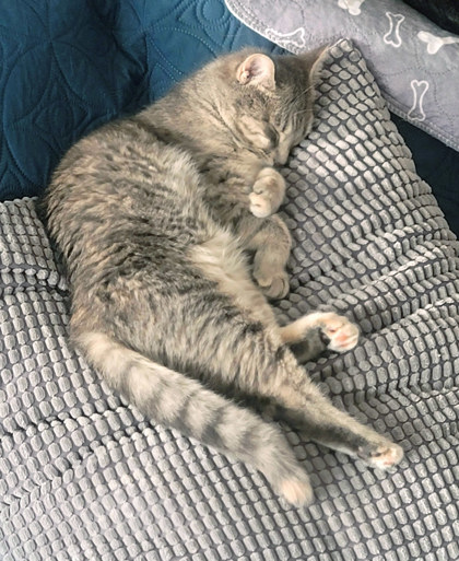 View Baby (in Foster) the Cat Photo #1
