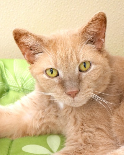 Learn More About Gusolini (at Petsmart)