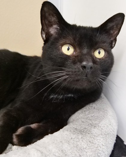 BALOO - Domestic Shorthair / Mix available for adoption