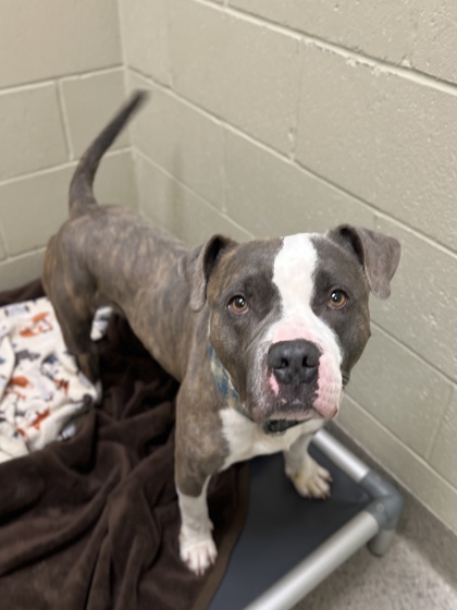 View Pistol the Dog Photo #1