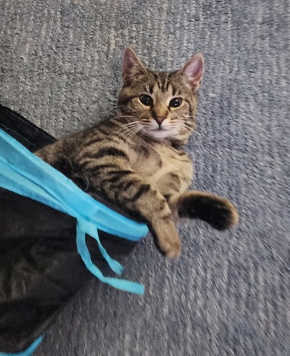 View Giggle the Cat Photo #2
