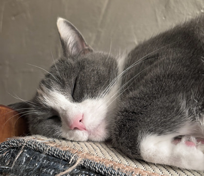 View Everest (in Foster) the Cat Photo #1