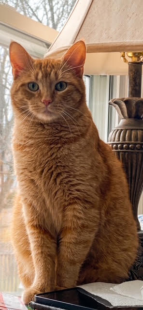 Have You Seen Kitty? Cat