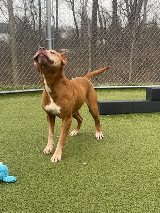 View Arizona the Dog Photo #1