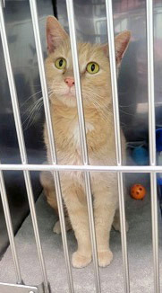 View Gusolini (at PetSmart) the Cat Photo #2