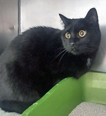 View Toothless (Bonded To WIldfire) the Cat Photo #2