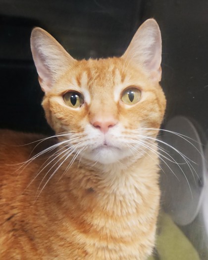 Learn More About Kastiel