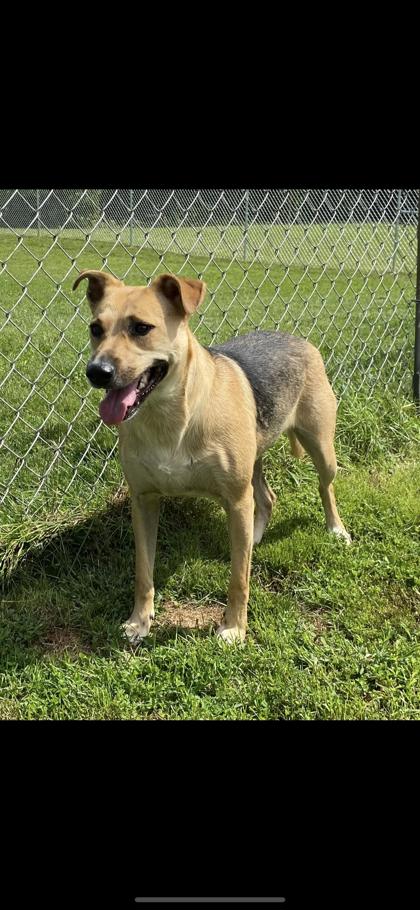 Have You Seen Hailey? Dog